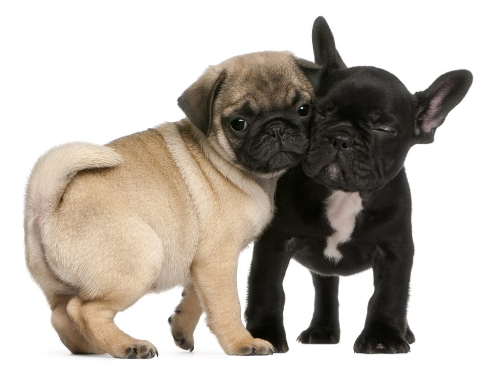 Pug puppy and French Bulldog puppy, 8 weeks old, hugging in front of white background