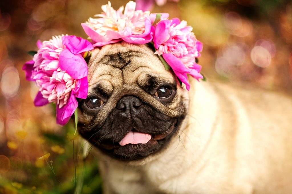 A happy pug puppy dog in the colors of peonies. Pug at a party at a