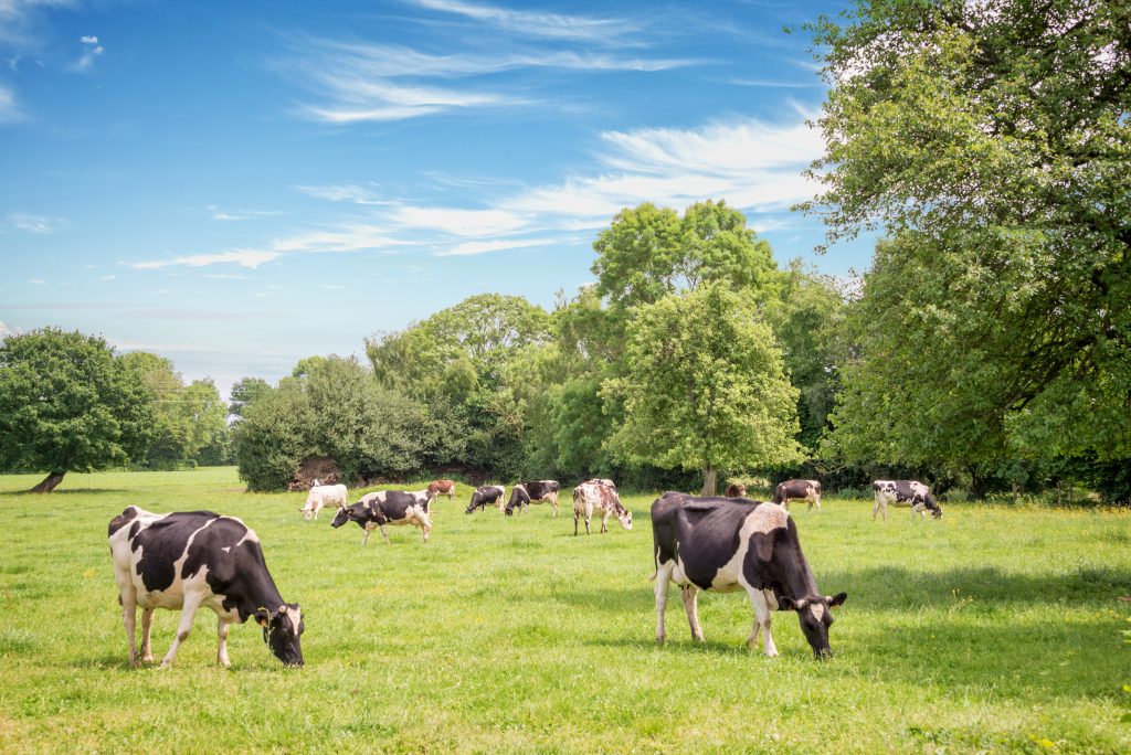 Norman,Cows,Grazing,On,Grassy,Green,Field,With,Trees,On