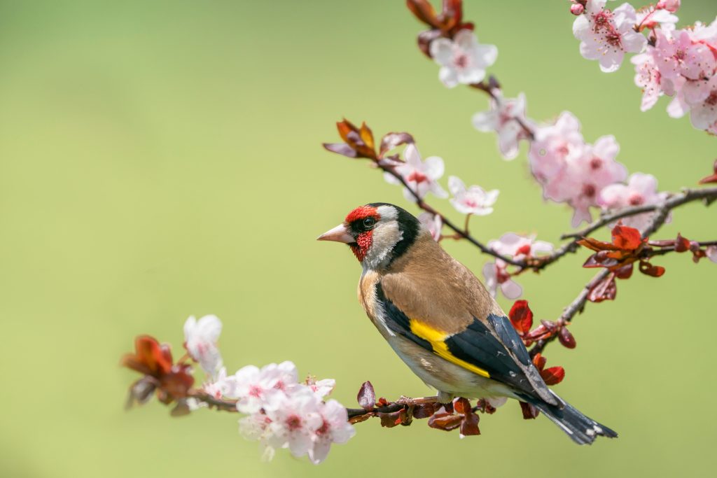 Goldfinch,,Carduelis,Carduelis,,Single,Bird,On,Blossom